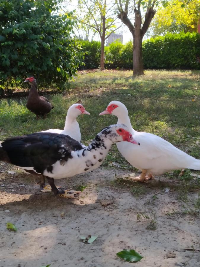 B&B Il Ponticello Gualtieri Εξωτερικό φωτογραφία